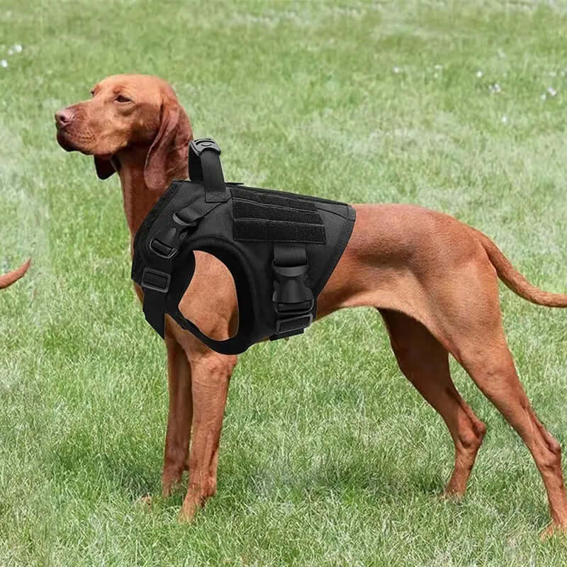 Vest Nylon Water Repellent Tactical Training German Shepherd chest strap Chest Strap Explosion-proof on a dog in a grassy field.