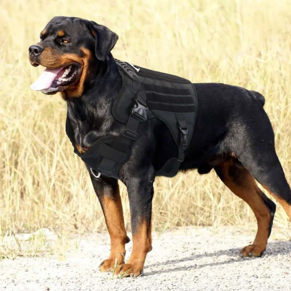 Vest Nylon Water Repellent Tactical Training German Shepherd chest strap Chest Strap Explosion-proof on a Rottweiler.