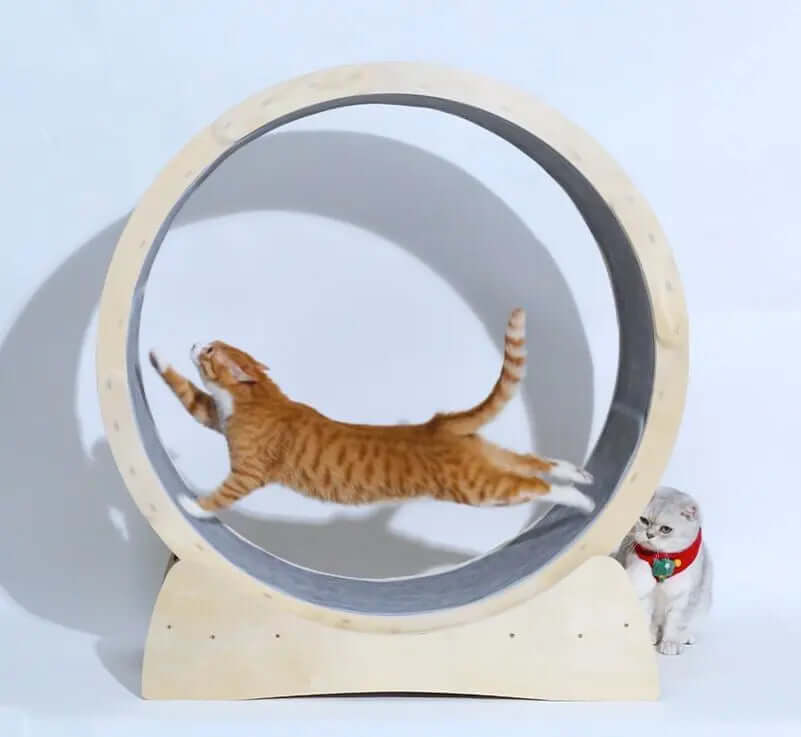 Cat running on a Special Toys For Cat Treadmill Roller made of solid wood with rounded corners for safety.
